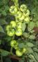 Lady Rosa F1, seminte de tomate - imagine 56456